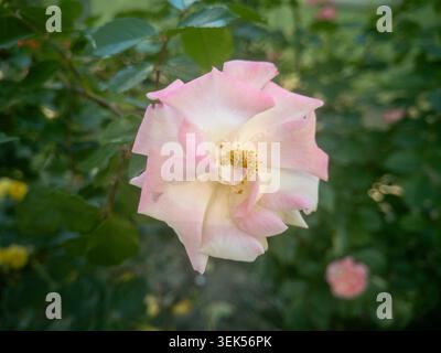 Vista ravvicinata di una bellissima rosa pallida e rosa bianca che fioriscono nel giardino. Foto Stock