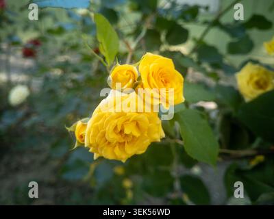 Vista ravvicinata delle splendide rose gialle che fioriscono con gemme fresche su un cespuglio nel giardino. Foto Stock