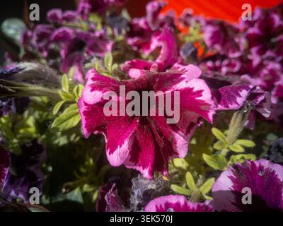 Vista ravvicinata di splendidi fiori rosa bicolor e petunia viola che fioriscono in un giardino soleggiato. Foto Stock