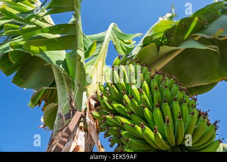 Banane verdi che crescono su un albero a Tenerife nelle Isole Canarie in Spagna contro un cielo azzurro Foto Stock