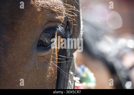 Una foto macro dettagliata si concentra sull'occhio espressivo di un cavallo marrone, rivelando una lacrima e riflessi dell'ambiente circostante nella sua pupilla scura Foto Stock