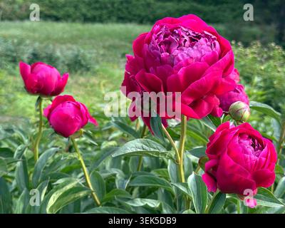 Peonie rosa acceso in giardino Foto Stock