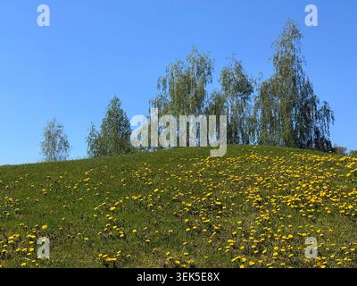 Collina verde coperta da leoni di leoni di fiori e alberi contro il cielo azzurro Foto Stock