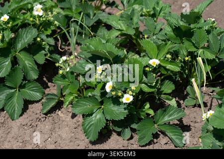 Una lussureggiante zona di piante di fragole con foglie di verde brillante e delicati fiori bianchi in piena fioritura sotto il sole Foto Stock