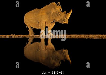 Un rinoceronte bianco in via di estinzione (Ceratotherium simum) in un pozzo d'acqua durante la notte, Sudafrica Foto Stock