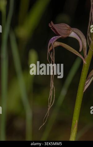 Vista laterale del fiore di un'orchidea di Komper ad Agiasos, Lesbo, Grecia, che mostra intricati petali e habitat naturale mediterraneo. Foto Stock