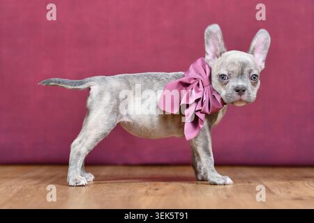 Vista laterale del giovane cucciolo di Bulldog francese Lilac Brindle con naso e coda lunghi e sani e nastro in piedi davanti allo sfondo dello studio Foto Stock