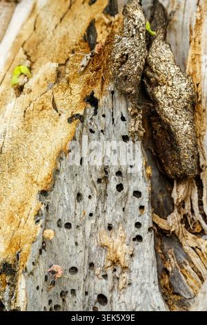 Un dettaglio verticale di vecchia corteccia d'albero in decadenza che mostra un intenso invecchiamento, fibre in decomposizione e numerosi fori alesati nel legno da insetti e. Foto Stock
