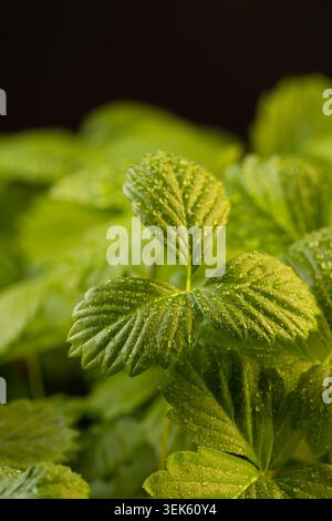 foglie verdi umide fresche fragili di piantine di fragole, un gran numero di grandi foglie di fragole verdi in gocce d'acqua al chiuso prima della piantagione Foto Stock