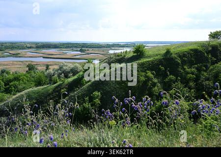 Pendii di steppa nel Parco paesaggistico regionale di Nyzhnovorsklyanskyi, Ucraina, con fiori selvatici di Salvia nutans Foto Stock