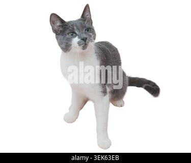 Curioso gatto grigio e bianco con sorprendenti occhi verdi che guardano lateralmente Foto Stock