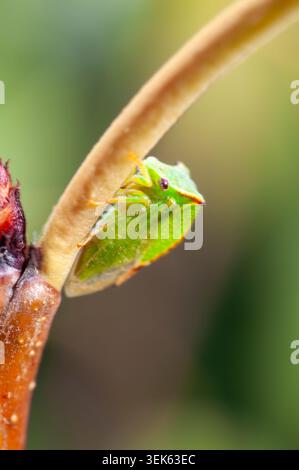 Insetto verde brillante con testa triangolare che poggia su un ramo Foto Stock