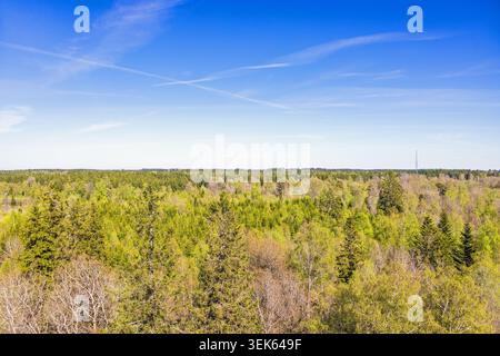 Ammira le cime degli alberi in un bosco misto con lussureggianti alberi verdi in primavera Foto Stock