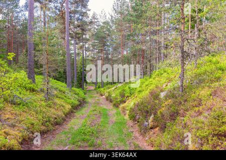 Strada sterrata in pendenza in una pineta in estate Foto Stock