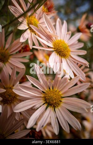 Fiori di crisantemo rosa tenue che fioriscono all'aperto Foto Stock