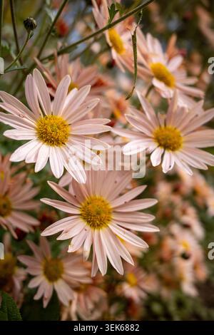 Delicati fiori di crisantemo rosa che fioriscono all'aperto in autunno Foto Stock