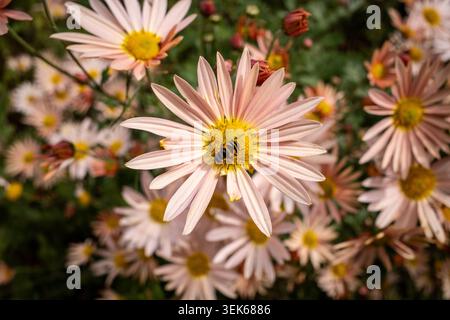 Hoverfly che raccoglie il polline su un crisantemo rosa Foto Stock