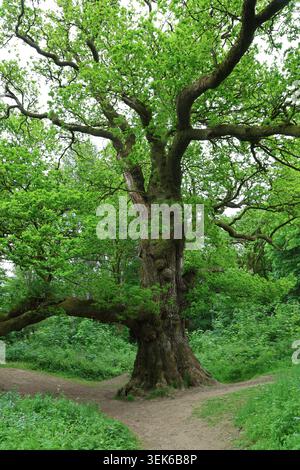 Birnam Oak in estate con fogliame verde Scozia maggio 2026 Foto Stock