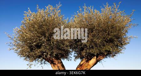 Silberweide, Silber-Weide, Weissweide, Weiss-Weide (Salix alba), Kopfweide, Rees, Niederrhein, Nordrhein-Westfalen, Deutschland, Europa Foto Stock