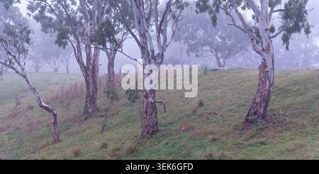 Eucalipti nella nebbia Foto Stock