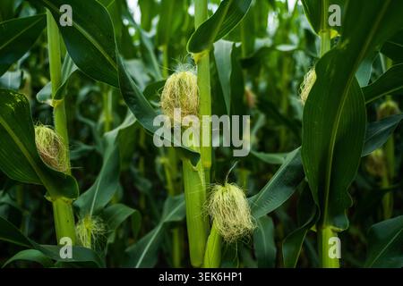 Coltivazioni di mais verde con seta che emerge dalle orecchie giovani, indicando lo sviluppo di colture fresche e l'abbondanza agricola in un'azienda agricola Foto Stock