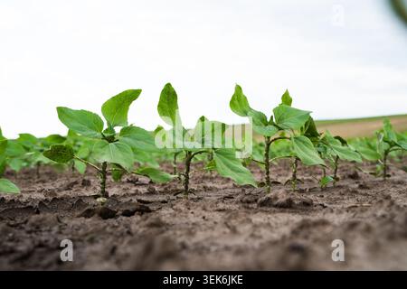 Giovani germogli di girasole verdi che crescono in terreno fertile creando nuova vita e nuova produzione agricola Foto Stock