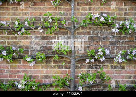 L'albero da frutto Espalier in fiore si è allenato contro un muro di mattoni, mostrando la coltivazione tradizionale del giardino e i fiori primaverili Foto Stock