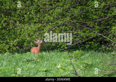 Cervo europeo - Capreolus capreolus, ritratto di cervo comune proveniente da foreste, boschi e prati europei, fiume San, Polonia. Foto Stock