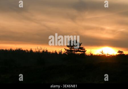 Sagoma di alberi al tramonto in una serata nuvolosa a Echten, Drenthe Foto Stock