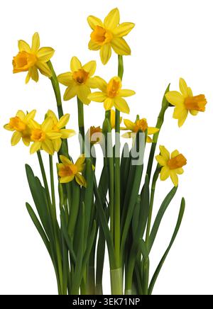 Singoli fiori di narcidi gialli isolati su sfondo bianco Foto Stock