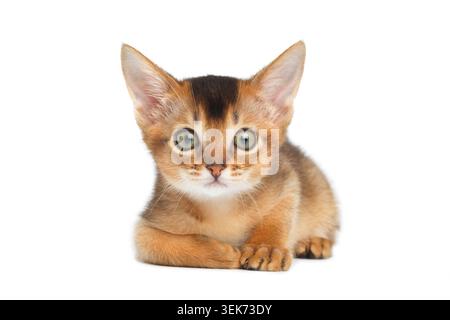 Simpatico gattino abissino adagiato su sfondo bianco isolato, vista frontale Foto Stock
