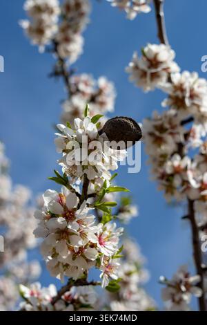 Primer plano de flores y frutos de almendro en un árbol en flor cerca de Calmarza, Saragozza, España, con un cielo azul despejado de fondo. Foto Stock
