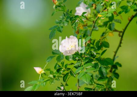 Fiori di rosa cane (Rosa canina) Foto Stock