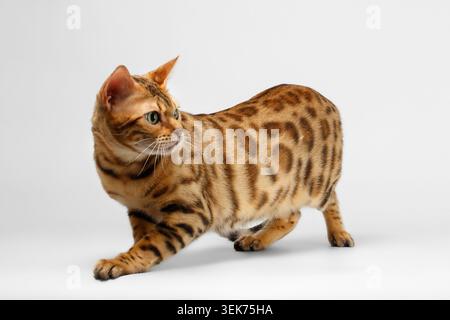 Gatto del Bengala accovacciato su sfondo bianco, vista profilo Foto Stock