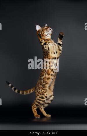 Il gatto del bengala femminile giocoso si erge sulle gambe posteriori su sfondo nero Foto Stock