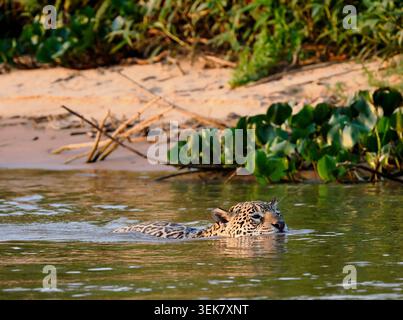 Jaguar Cat (Panthera onca) che nuota nel fiume con la testa e la schiena sopra l'acqua, Pantanal, Brasile, ottobre Foto Stock