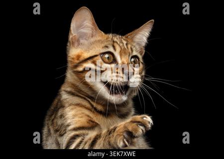 Primo piano giocoso Bengala Kitty, divertente bocca aperta e stare, alzando zampa isolata su sfondo nero Foto Stock