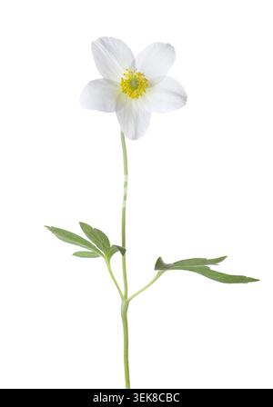 Fiore bianco di Anemone fresco con foglie verdi isolate su sfondo bianco Foto Stock