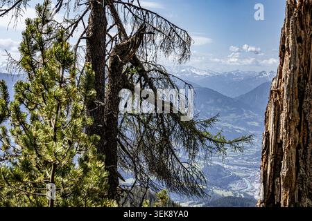 Una vista panoramica mozzafiato delle Alpi austriache, con cime innevate e una lussureggiante valle sottostante. Un pino prominente incornicia il lato sinistro o Foto Stock