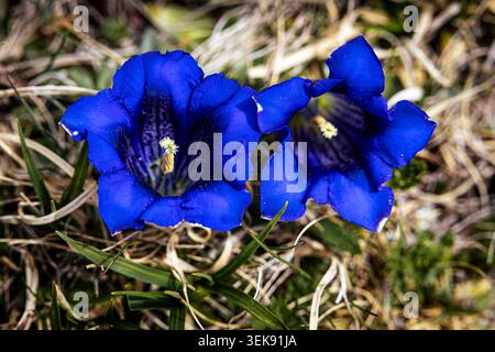 Fiori in montagna Foto Stock