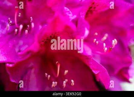 Foto macro brillante di un fiore di rododendro in fiore con intensi petali rosa e magenta, delicati stami e morbido bokeh. Primo piano colorato Foto Stock