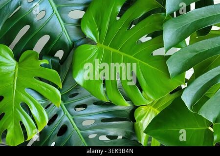 Vista ravvicinata delle lussureggianti foglie verdi di Monstera caratterizzate da perforazioni uniche, disposte naturalmente per evidenziare la loro bellezza e consistenza tropicale Foto Stock
