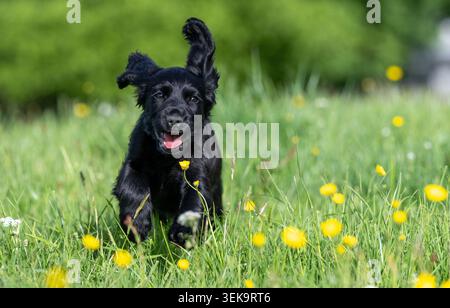 Cucciolo di Black Cocker Spaniel che gioca in un campo. Wensleydale, North Yorkshire, Regno Unito. Foto Stock