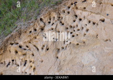 Colonia di martini di sabbia (Riparia riparia), nidi, argine ripida, Altbülk, Strande, Schleswig-Holstein, Germania Foto Stock