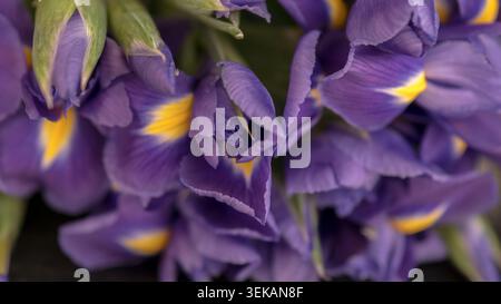 Iris olandese (Iris x hollandica) bouquet primo piano - Fotografia macro con fiori viola e giallo Foto Stock