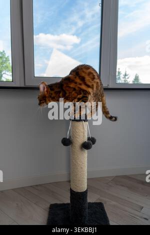Una foto in primo piano verticale di un gatto domestico che gratta e gioca attivamente con un palo graffiante in un interno di casa. La scena mostra felino naturale Foto Stock