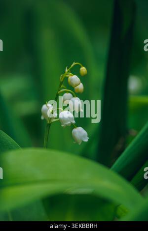Convallaria majalis. Giglio della valle che fiorisce nella foresta primaverile. Foto Stock