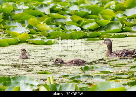 Anatra e anatre di Mallard (Anas platyrhynchos), nuotando in uno stagno con alghe d'anatra e ninfee Foto Stock