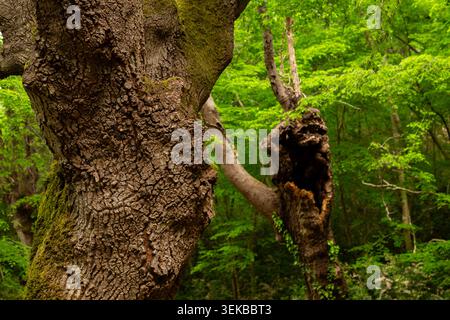 Primo piano di un antico tronco di quercia con muschio e edera nella foresta di Turnina vicino a Rovigno, Istra, Croazia. Foto Stock