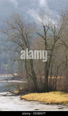 Vista naturale delle aquile calve di Chehalis Flats Bald Eagle e Salmon Preserve, con un gran numero di rapaci migranti arroccati sul fiume Foto Stock